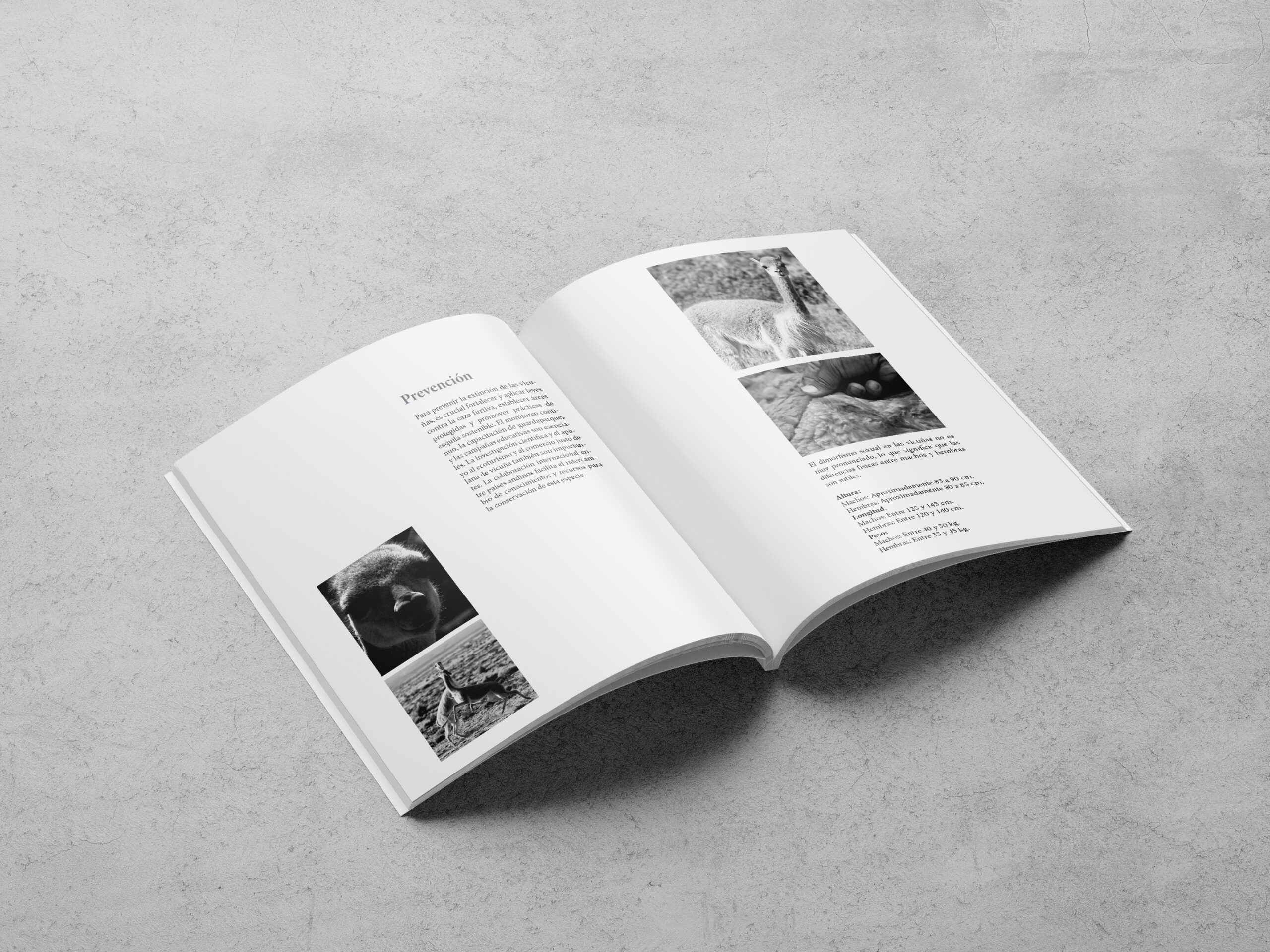 Revista informática Vicuña - 2